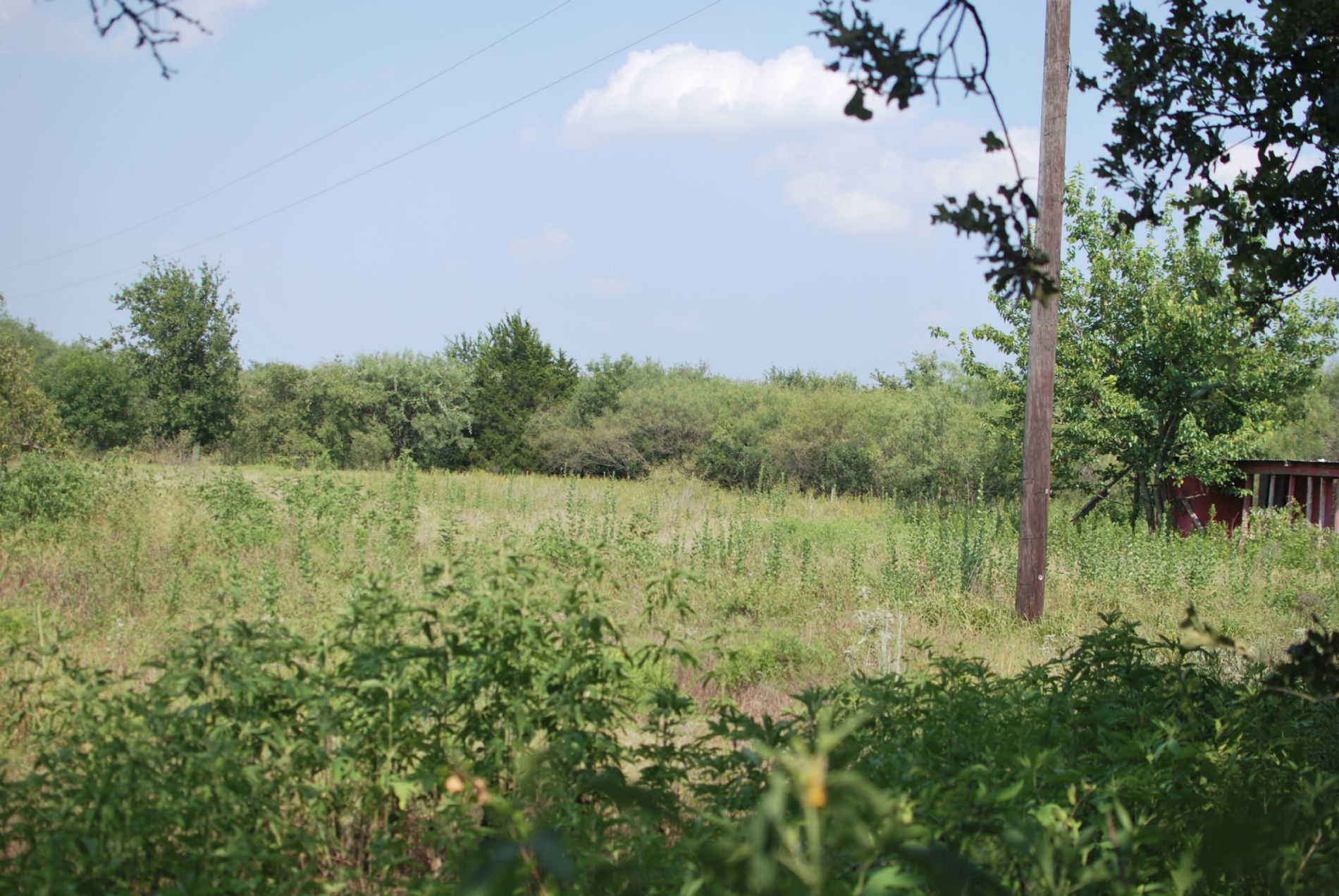 View of front prior to mowing